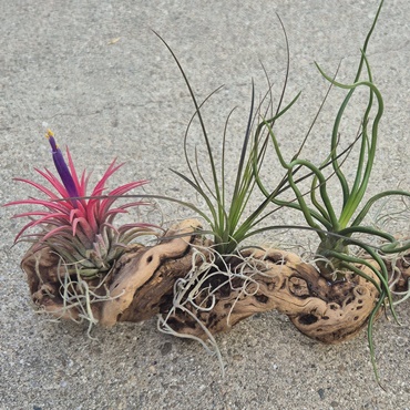 Airplant Driftwood Design