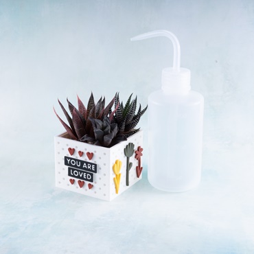 Succulents Care 101
