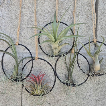 Hanging Airplant Rings
